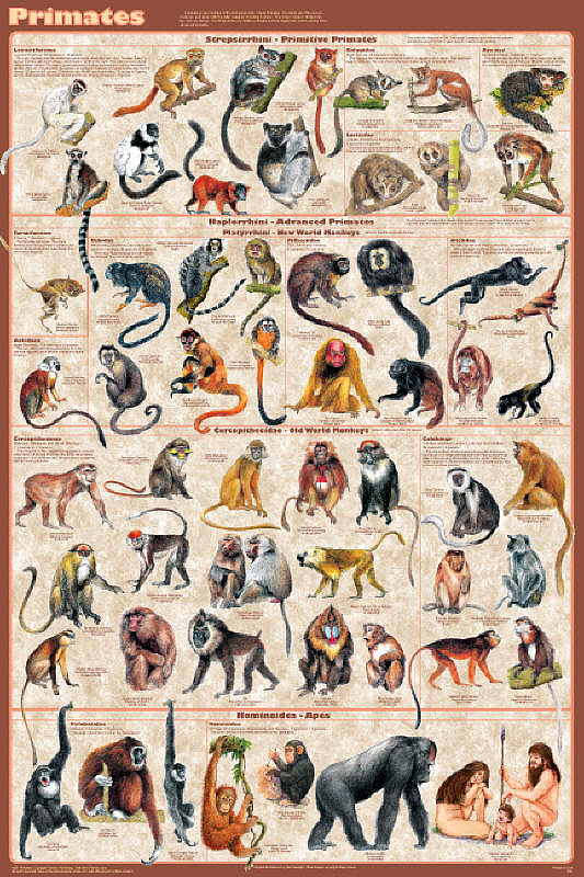 primates-poster-presents-all-the-families